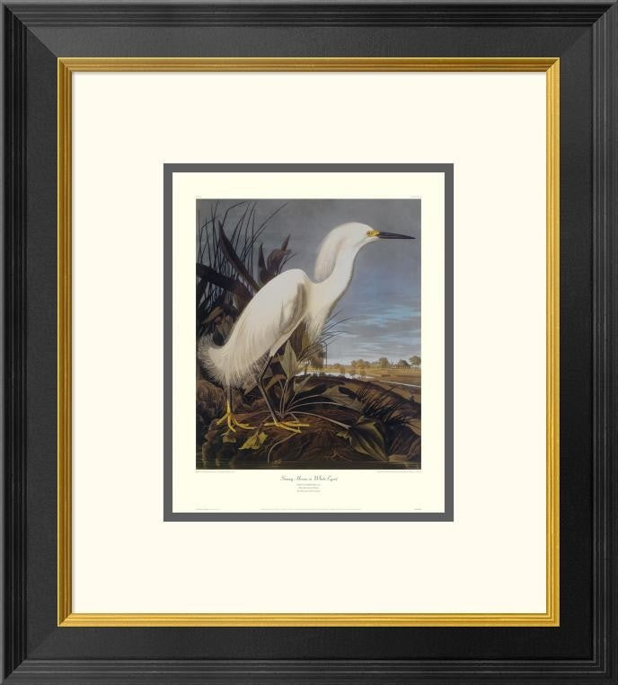 "Snowy Heron Or White Egret (decorative border)"  by John James Audubon, 18x20"