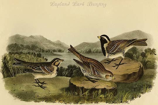 Lapland Lark Bunting - Fine Art Giclee Print 24" x 36"