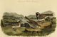 Lapland Lark Bunting - Fine Art Giclee Print 24" x 36"