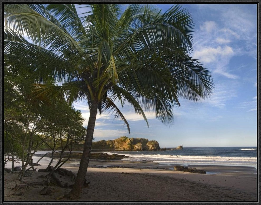 "Palm trees line Pelada Beach, Costa Rica"  by Tim Fitzharris, 25x19"
