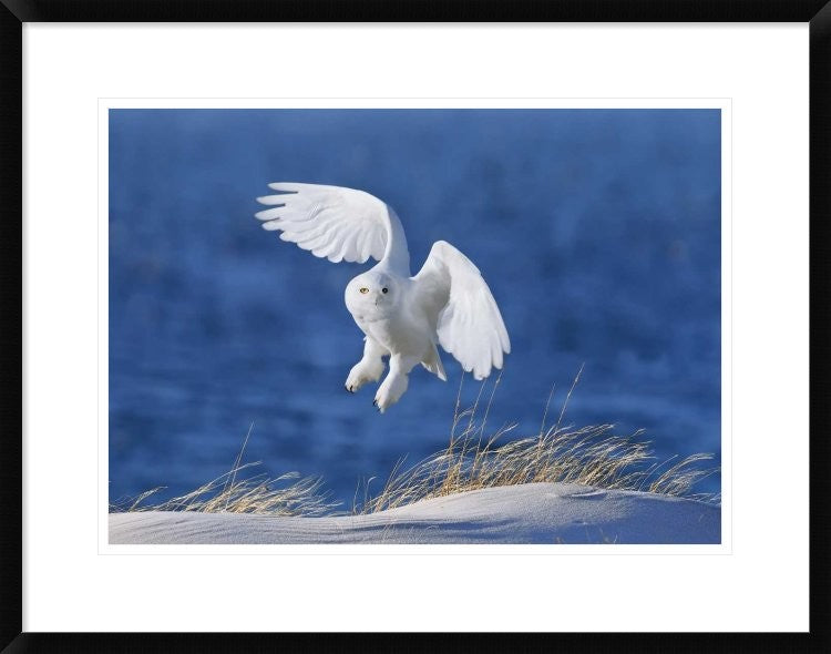 "White Spirit Demon" Framed Digital Print by Wei Tang, 30x23"