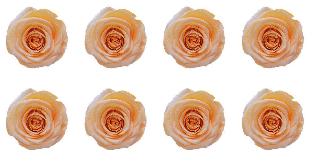 Regular Preserved Roses, Set of 8, Perfect Peach