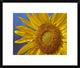 "Common Sunflower flower, North America"  by Tim Fitzharris, 24x20"