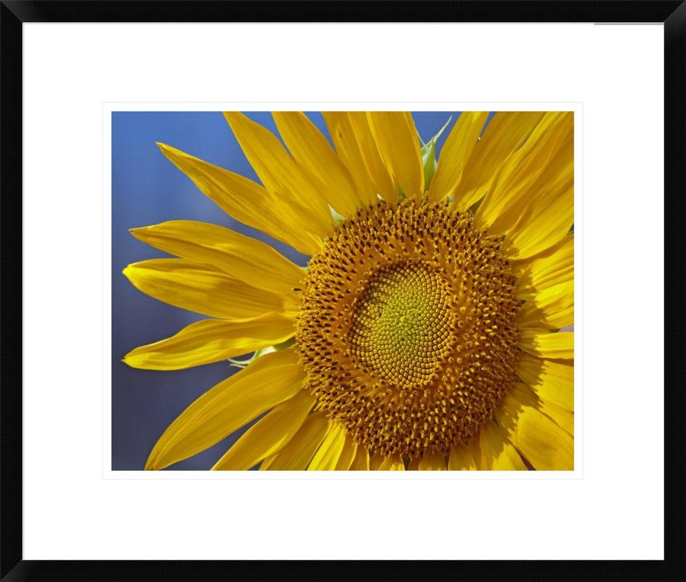 "Common Sunflower flower, North America"  by Tim Fitzharris, 24x20"