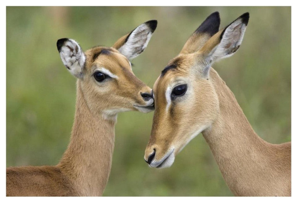 "Impala fawn grooming mother, Serengeti National Park" Paper Art, 26"x18"