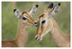 "Impala fawn grooming mother, Serengeti National Park" Paper Art, 26"x18"