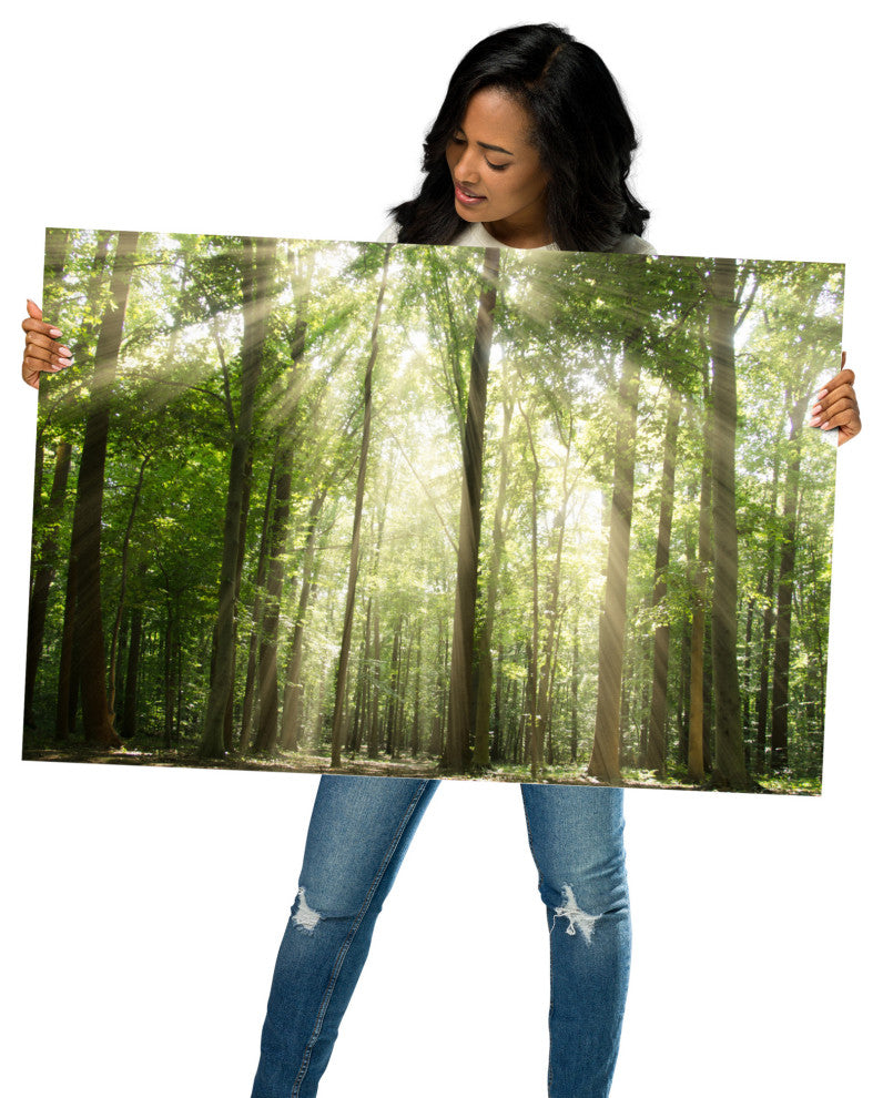 Sun Rays Through Treetops Landscape Photo Unframed Wall Art Print, 24" X 36"