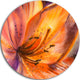 Orange Lily Flower, Art Floral Round Wall Art, 11"
