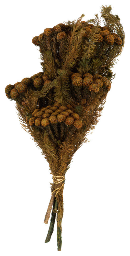 Brunia Stem Bundles, Preserved , Autumn, 12-16"