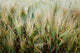 Jc Wheat Cu,  Canvas Giclee, 12" X 8"