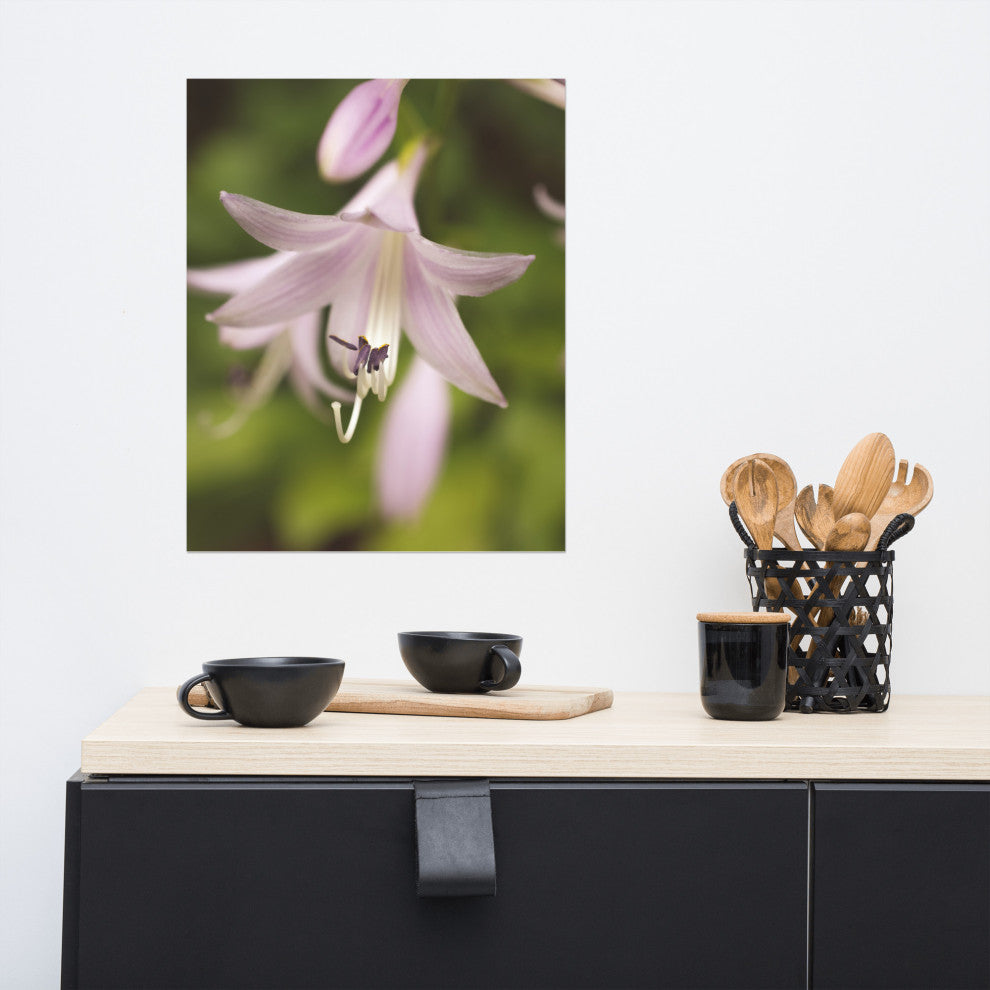 Softened Hosta Bloom Nature Photography, Floral Unframed Wall Art Print, 16" X 20"
