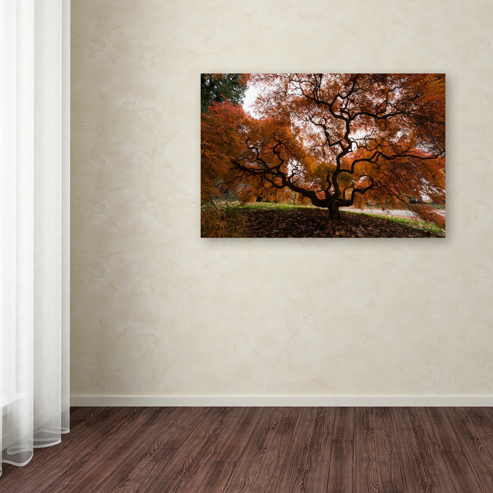 'Autumn Japanese Maple Tree' Canvas Art by Kurt Shaffer