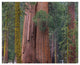 "Giant Sequoia trees, California" Digital Paper Print by Tim Fitzharris, 37"x30"