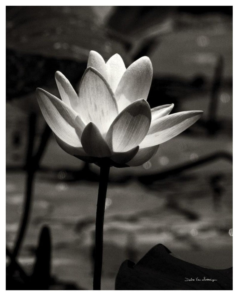 "Lotus Flower VII" Digital Paper Print by Debra Van Swearingen, 30"x37"