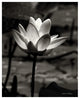 "Lotus Flower VII" Digital Paper Print by Debra Van Swearingen, 30"x37"