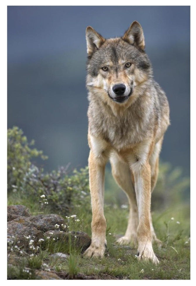 "Gray Wolf North America" Digital Paper Print by Tim Fitzharris, 22"x32"