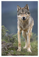 "Gray Wolf North America" Digital Paper Print by Tim Fitzharris, 22"x32"
