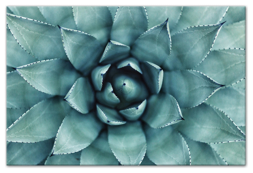 "Agave 3" Canvas Wall Art, 36"x24"
