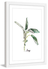 "Herb Sage" Framed Print by Rachel Byler