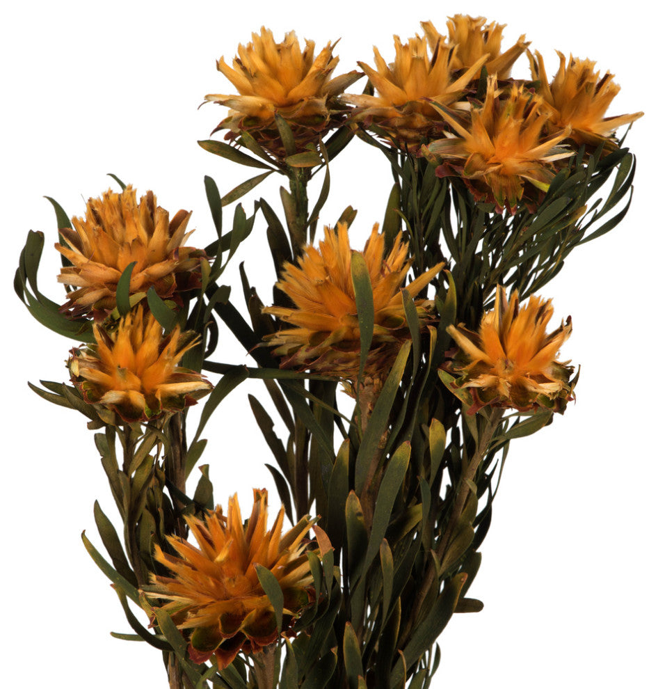 Vickerman 8"-20" Plumosum Bundle, Female, Preserved