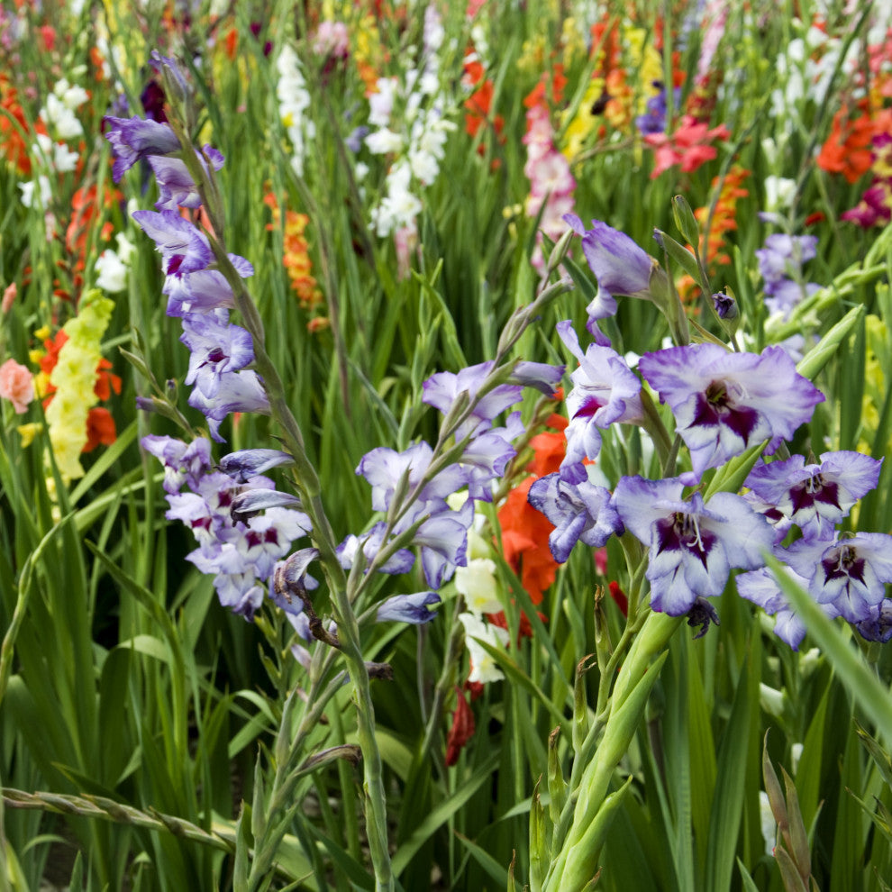 Gladiolus - 40 Flower Bulbs