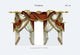 Croisees No. 44 - Gallery Wrapped Canvas Art 28" x 42"