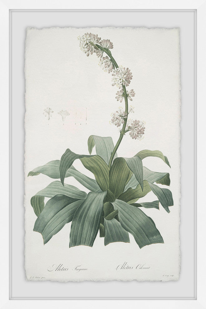 "Aletris Fragrans" Framed Painting Print, 30"x45"