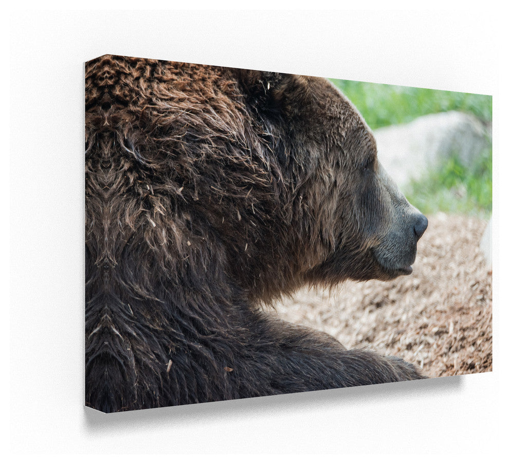 "Brown Grizzly Bear" by Robert Michaud, Canvas Art