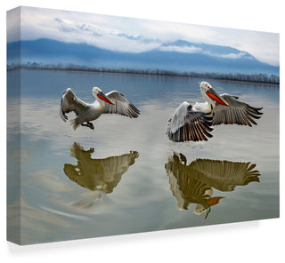 Xavier Ortega 'Pelicans Flying' Canvas Art, 32"x22"