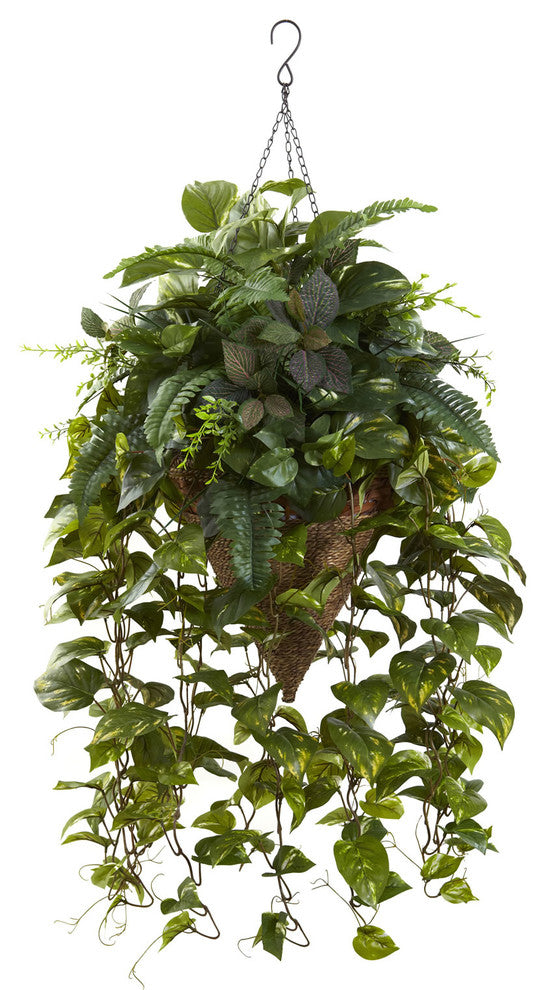 Front-facing, full view of hanging cone basket plant on white background with no overlays; clearly represents the product.