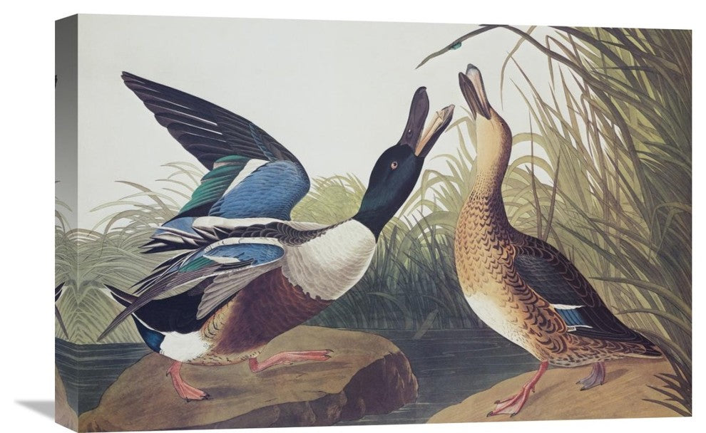 "Shoveller Duck" Stretched Canvas Giclee by John James Audubon, 24"x16"