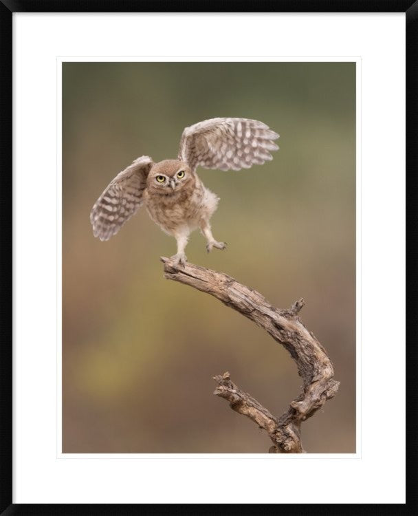 "I'm Just A Gigalo" Framed Digital Print by Amnon Eichelberg, 26"x32"
