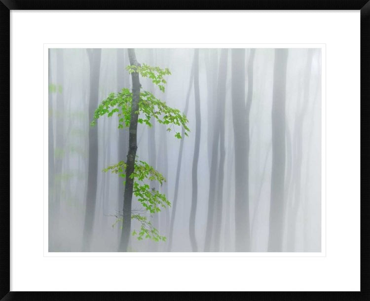 "The Fog And Leaves" Framed Digital Print by Michel Manzoni, 30"x24"
