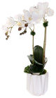 Real Touch Phalaenopsis Orchids with Succulent in White Dimensional Pot