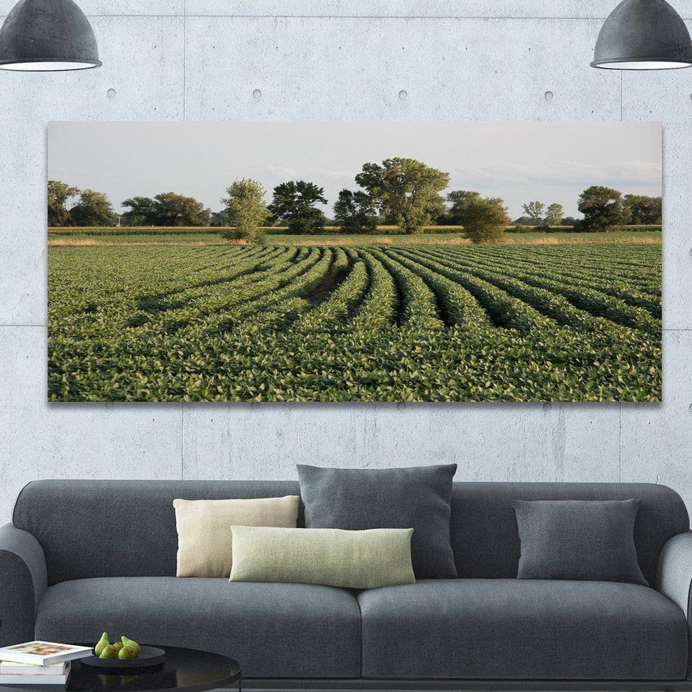 Wisconsin Soybean Field Rows, Landscape Canvas Art Print, 60"x28"