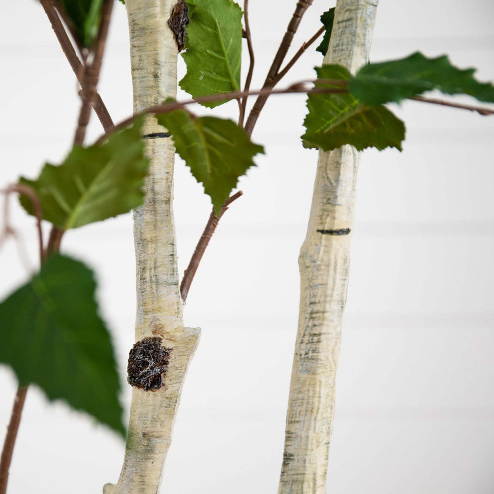 Close-up of leaves/branches against white background; cropped view.