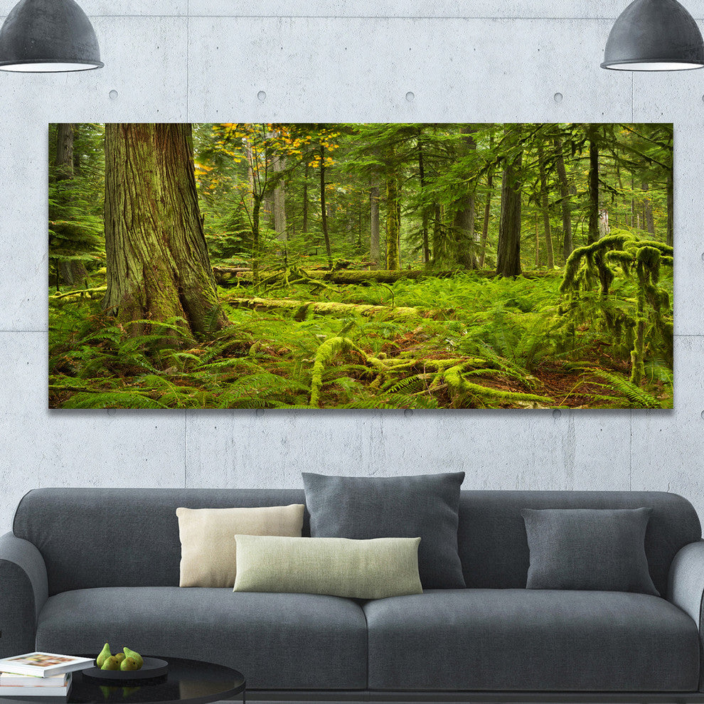 Lush Rainforest in Cathedral Grove, Landscape Canvas Art Print, 60"x28"