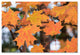 Jason Shaffer 'Orange Maple' Canvas Art, 47x30
