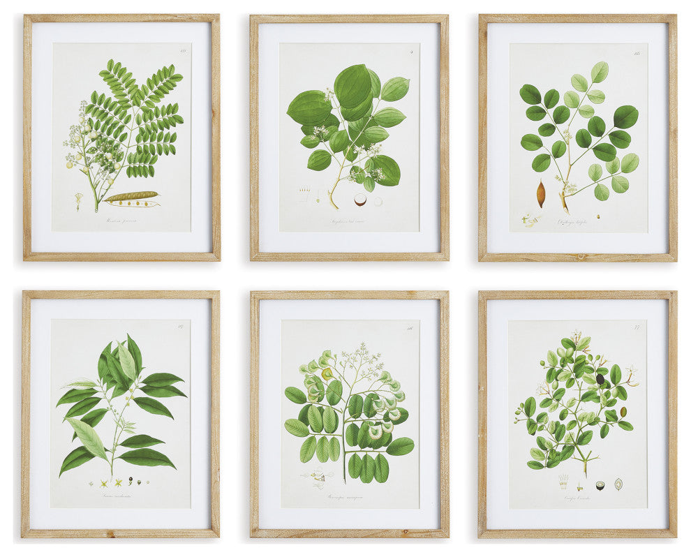 Tree Leaf Study