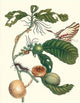 Coffee Tree Leaf with a Glaucolaus Kite Swallowtail Butterfly