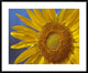 "Common Sunflower flower, North America"  by Tim Fitzharris, 40x32"