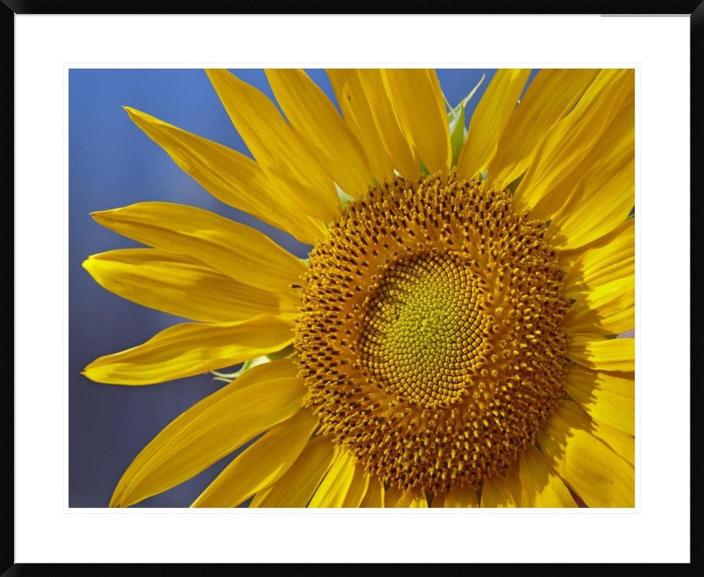 "Common Sunflower flower, North America"  by Tim Fitzharris, 40x32"