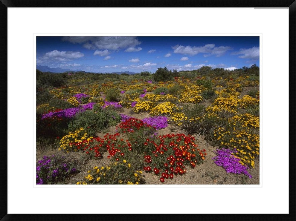 "Dewflowers and other blooms, Little Karoo, South Africa"  by Tui De Roy, 32x24"