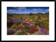 "Dewflowers and other blooms, Little Karoo, South Africa"  by Tui De Roy, 32x24"