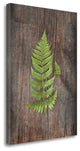 "Woodland Fern IV" By Sue Schlabach, Giclee Print on Gallery Wrap Canvas