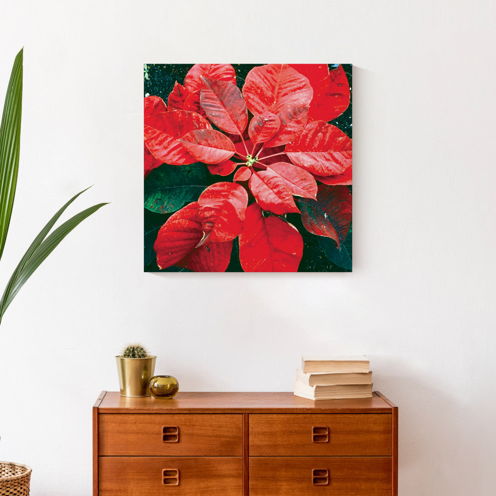 Pointsettia Close Up 2 20x20 Canvas Wall Art