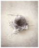 "Nest III" Digital Paper Print by Debra Van Swearingen, 24"x30"