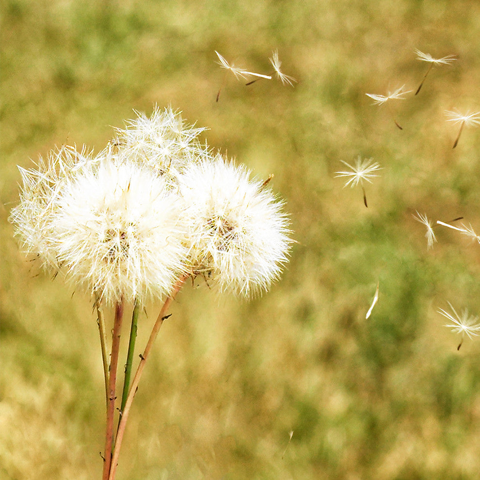 "Make a Wish" Paper, 48"x24"