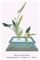 Kohone (Water Lily) in a Sunabachi - Gallery Wrapped Canvas Art 28" x 42"