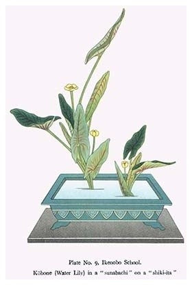 Kohone (Water Lily) in a Sunabachi - Gallery Wrapped Canvas Art 28" x 42"